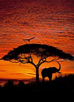 Обои /KOMAR/ фото 194*270см African Sunset