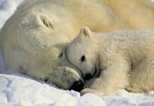 1-605 Фотообои KOMAR "Белые медведи" 184смх1,27м бумажные