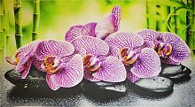 Фартук-пано Орхидея Ванда 602х1002 мм